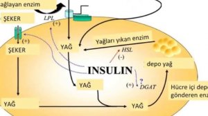 Gicitikənin saymaqla bitməyən faydaları - allergiyanın dərmanı