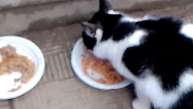 какой корм выберет кошка? дешёвый или дорогой? 💸😳 / кошка выберет себе корм смотреть онлайн