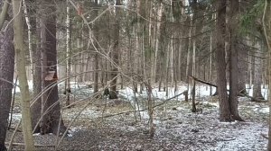 Весенний птичий хор в лесу.