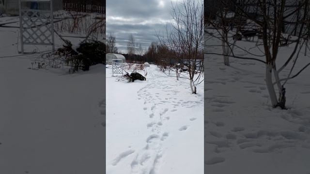 Видеопривет в Вербное воскресенье
