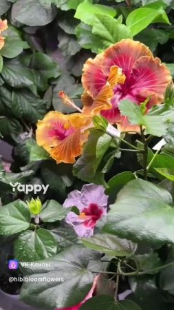 💕💕💕💕☘️🌿🌺🌺🌺💕