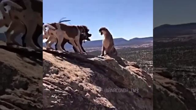 Пума против собак смотреть онлайн