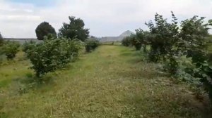 ФУНДУК Врожай сорту Йоанна👍🌰🌰🌰😁 2020!