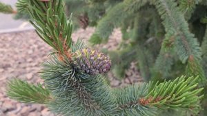 Pinus aristata (Bristlecone Pine) Rexburg Idaho