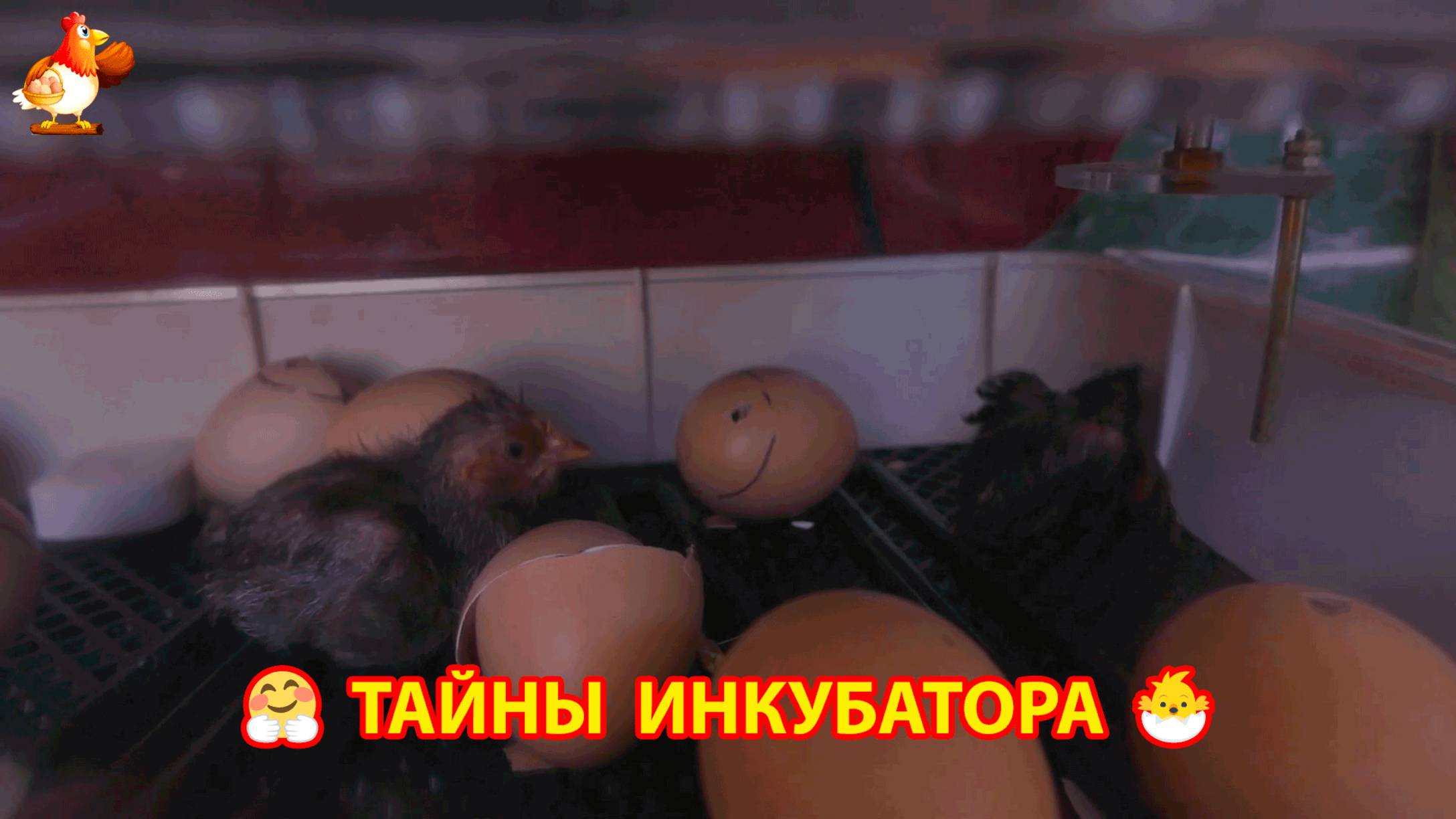 Что происходит в инкубаторе во время вылупления цыплят 🐣🐥🐤