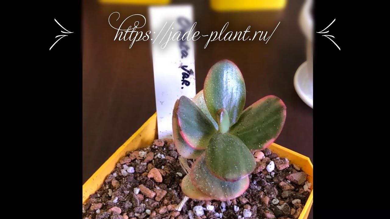 Jade Plant Нефритовое растение
