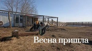 С хозяйством без работы не останешься//вольер готов//Нюша оценила мою работу//