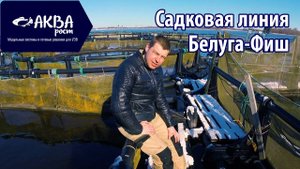 Садковая линия Белуга Фиш. Разведение рыбы. УЗВ #рыбоводство #узв #разведениерыбы #романакварост