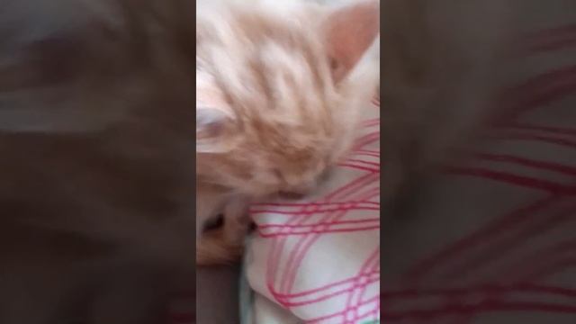 #Правила утреннего пробуждения. Канал: Таня, Шеба, Бася и малявочки. смотреть онлайн