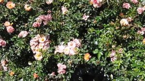 Peach Drift Rose, (Rosa Meiggili), Lisa's Landscape & Design's "Plant Pick of the Day"