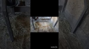 Размеры стойла для коровы.