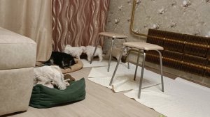 Щенки белые цвергшнауцеры 2