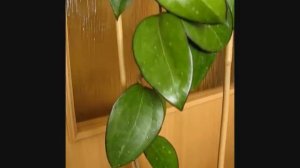 Hoya fusco-marginata