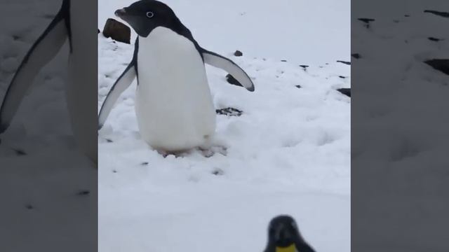 Пингвин мама и детёныш смотреть онлайн