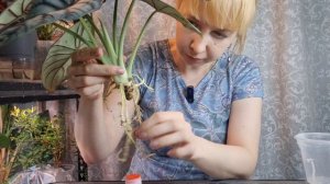 Переукоренение алоказии Серебряный Дракон