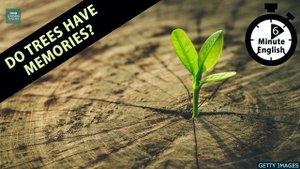 Do trees have memories? - 6 Minute English