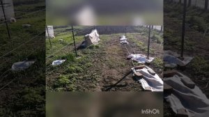 Заморозки продолжаются.