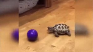 Дебилы 100 уровня! Подборка!!!