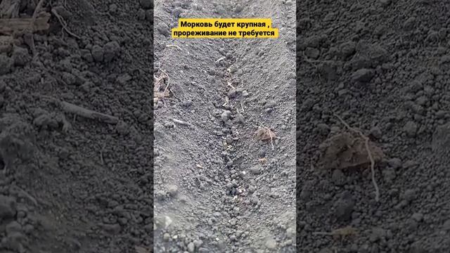 Самый лучший способ посадки Моркови 🥕#shorts смотреть онлайн