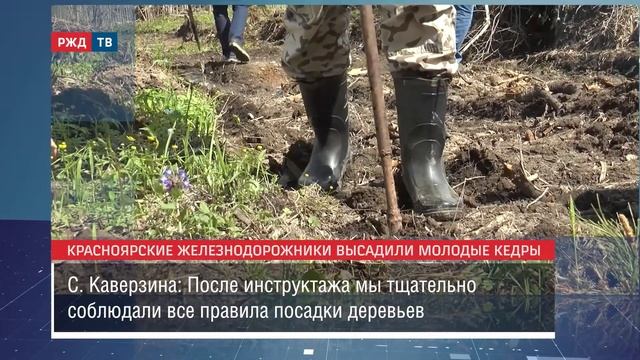 Красноярские железнодорожники высадили молодые кедры || Новости 25.05.2021 смотреть онлайн