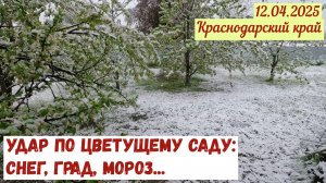 Краснодарский край(12.04.2025). Удар по цветущему саду дождями, градом, снегопадом и морозами.