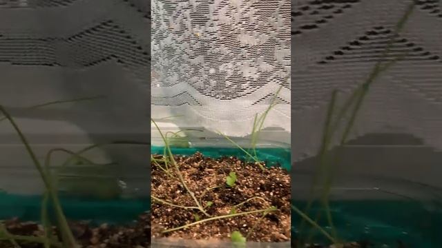Лук чернушка и прочеее на балконе 13 апреля.