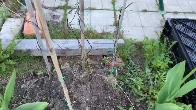 Домашнее видео 18 мая | питомник растений | дача смотреть онлайн