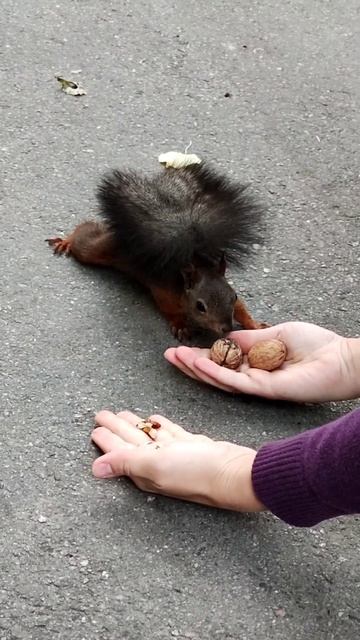 Темная белочка пришла за орехом. The dark squirrel came for a nut #shorts #squirrel #белка #animals смотреть онлайн