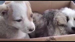 ПОЛОЖИЛИ ЩЕНКОВ В КОРОБКУ И ВЫБРОСИЛИ НА УЛИЦУ! ТО, ЧТО СЛУЧИЛОСЬ С ЩЕНКАМИ ПОВЕРГЛО ВСЕХ В ШОК!
