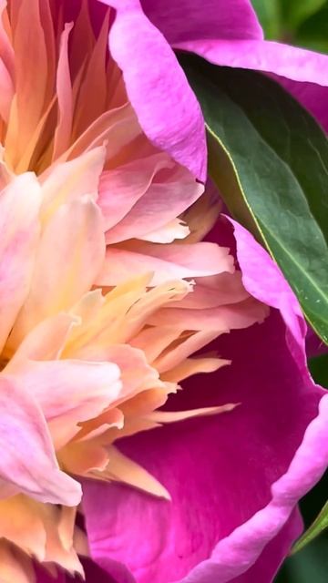 Peony Bowl of Beauty // Paeonia Lactiflora смотреть онлайн