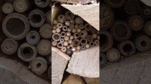 Отель для насекомых©