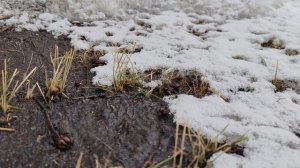 из-под снега виднеется зеленая трава, жизнь в деревне