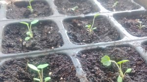 Сажаем саженцы  на рассаду