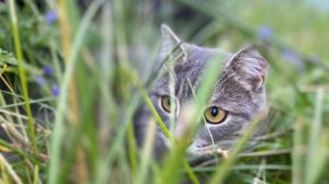 Коты тоже любят ездить в отпуск