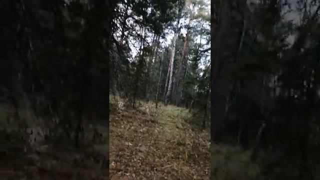 Выгул подростков Звоны в лес, ч. 1 смотреть онлайн