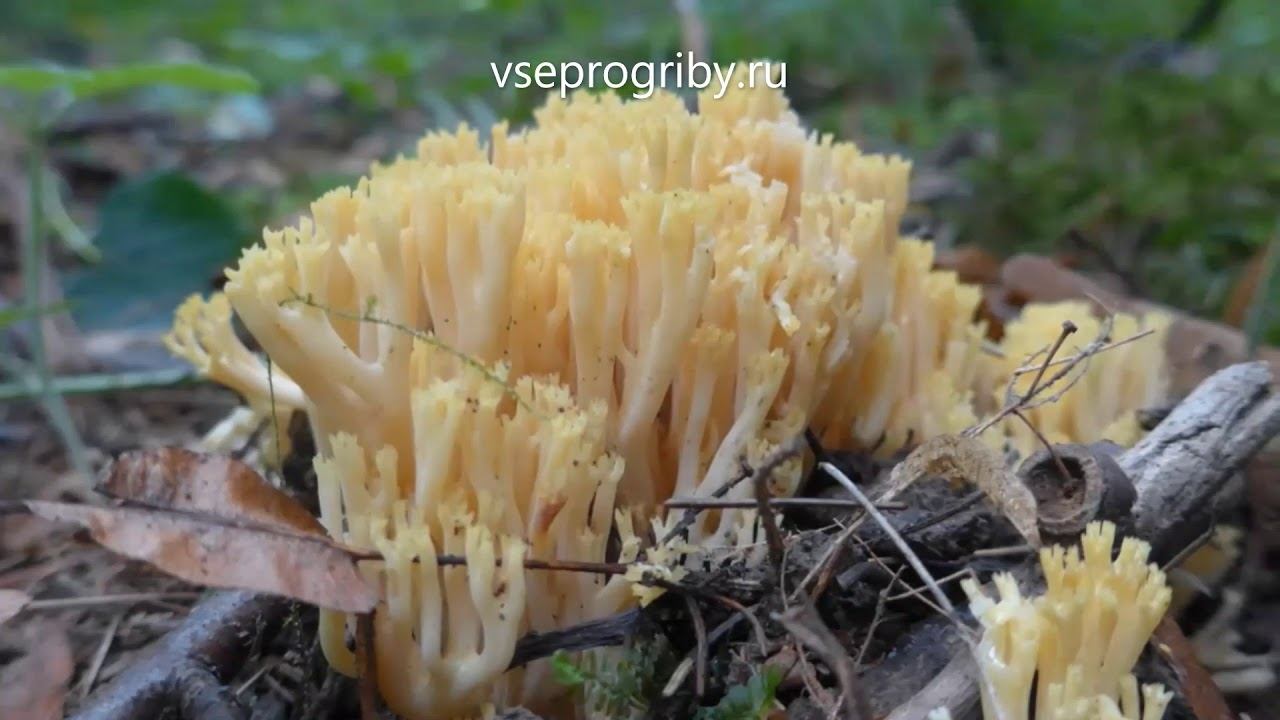 Какие грибы из семейства рамариевых встречаются в наших лесах