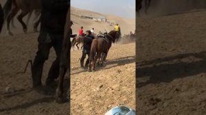 Жанторо 93 в прямом эфире! Ноокен Аламан улик