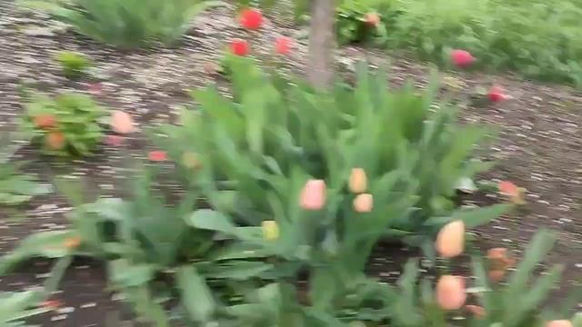 Небо плачет.//РАДОНИЦА.// смотреть онлайн