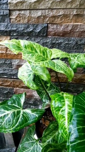 Syngonium Batik #tanaman #syngonium #tumbuhan #merawattanaman #aesthetic #outdoor