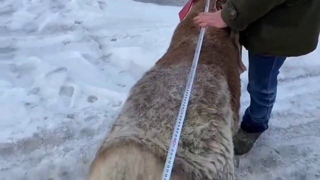 Мой қошқар 9 месячный. по кличке ВАВИЛОН. линия Шарпея.#гиссар #арашанская_порода#бараны#арашан