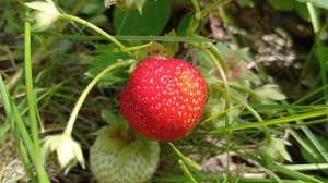 ВЛОГ : ПЕРВАЯ КЛУБНИКА / ИЮНЬ ОН ТАКОЙ У НАС