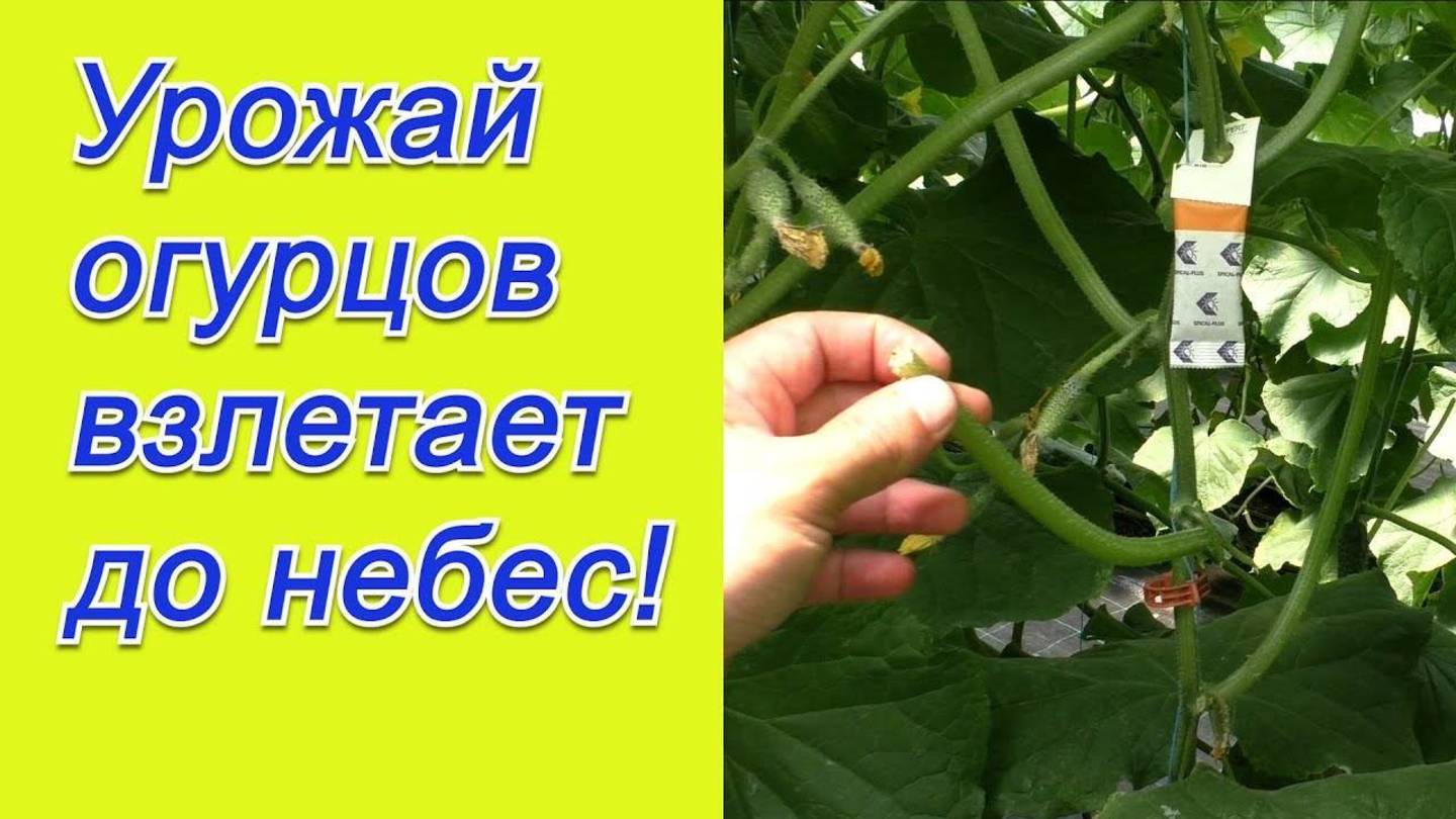 ФОРМИРОВКА ОГУРЦОВ: Секреты агронома, чтобы собрать ВДВОЕ БОЛЬШЕ урожая! Важный этап для рассады