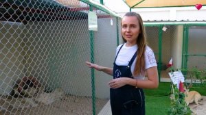 Have you seen 50+ different animals in one place in Qatar? | Qatar Guide