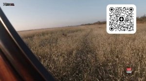 🔴ОХОТА НА ПЕРЕПЕЛА-КАК ИСКАТЬ ПЕРЕПЕЛА В ВЫСОКОЙ ТРАВЕ?
