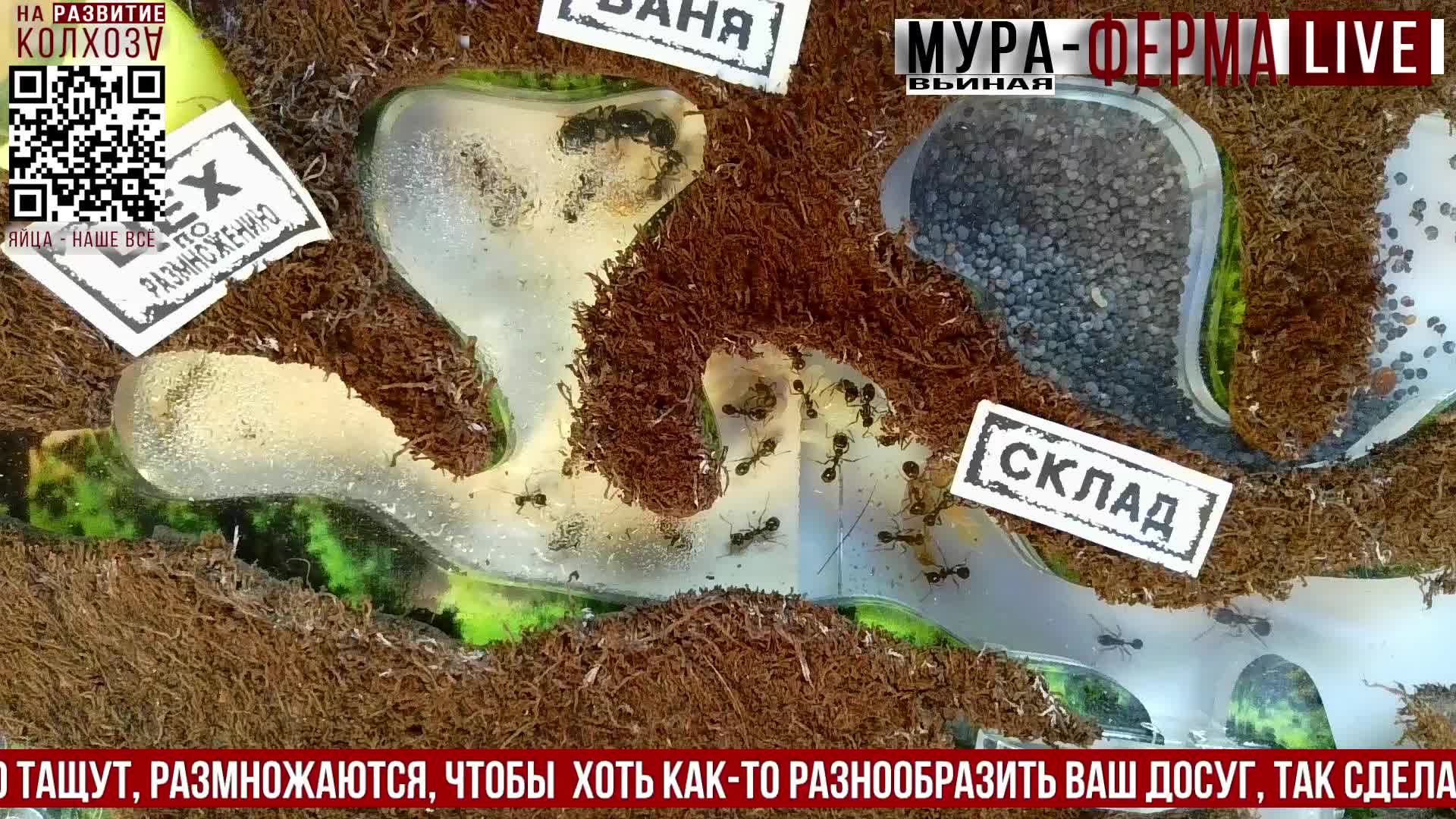 МУРА-ферма LIVE.Бункер 37.Муравьиная ферма!Муравьи Жнецы.+радио "Мураши LIVE".