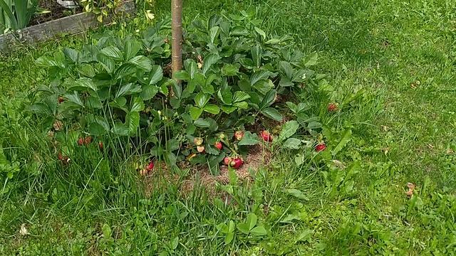 наша дача смотреть онлайн