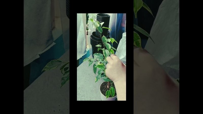 Когда подгоняешь фикус под картинку у себя в голове. #фикус #ficus #фикусбенджамина