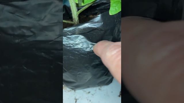 Мой эксперимент.