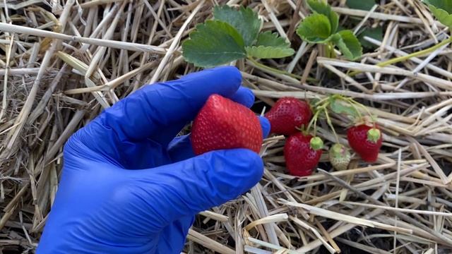 Обзор🍓клубники САНДРА раний очень сладкий сорт//Купить саженцы клубники Сандра Хитрук Елена