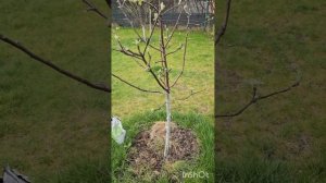 Весенняя подкормка сада(карбамид+сульфат аммония)